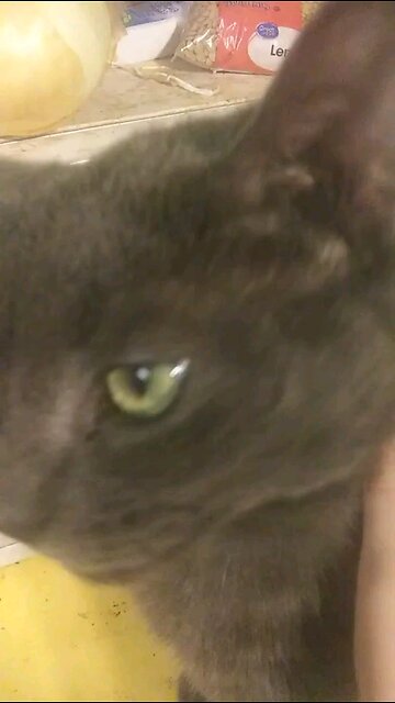 windigo finished brushing the fleas out of his hair