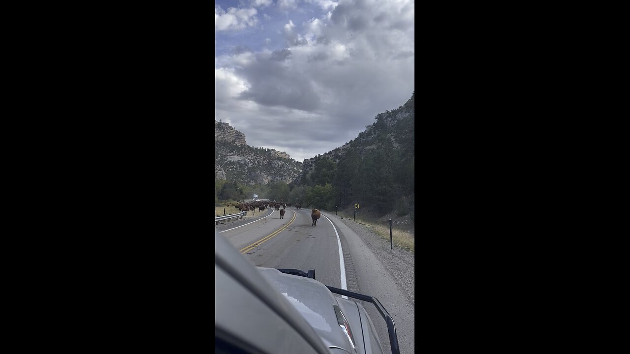Wyoming traffic is a little different from what I’m used to!
