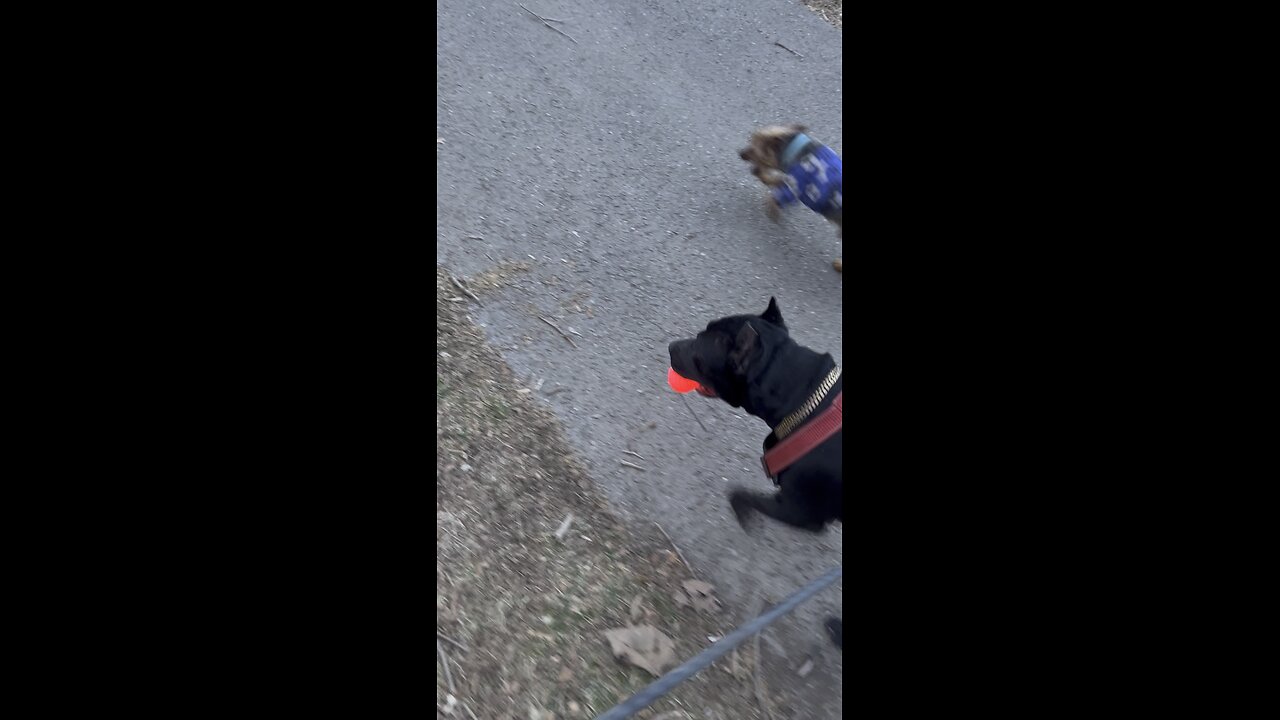 Exiting the dog park