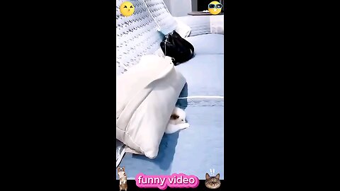 funny cat