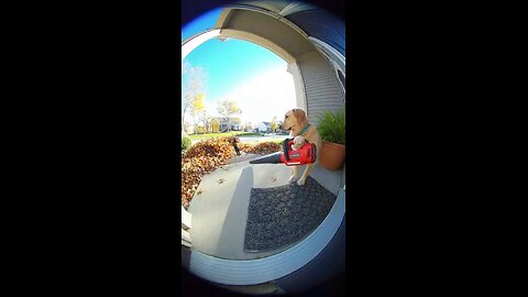 dog cleaning funny 🤣 #WildLife #AfricaAdventure #ManVsAnimal #JungleLife