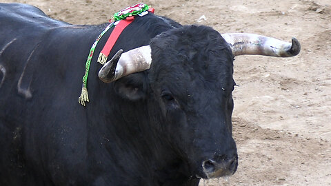 2025 11 22 FAURA BOU DE LA FIRA