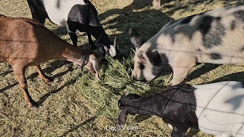 Graham Family Farm NW: 9:30 AM September 30 2025