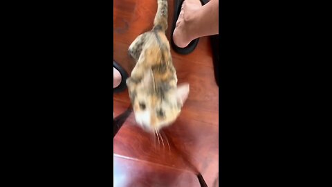 KUCING BISA KAYANG