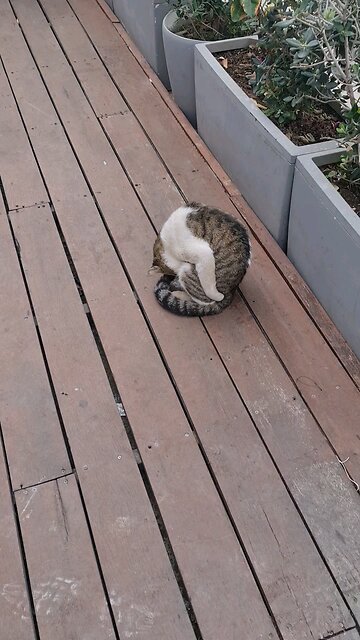 Street cat cleans itself