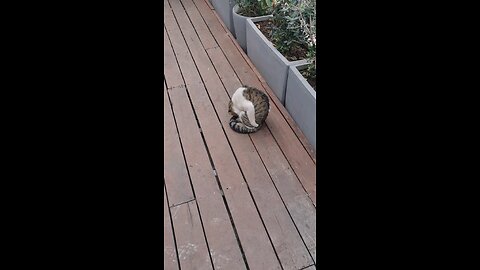 Street cat cleans itself