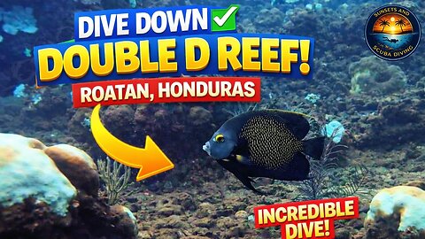 Roatan Underwater: Fish, Coral, and Pure Beauty