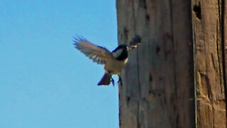 IECV NV #774 - Black Capped Chickadee Carving Out A Nest In The Pole 3-30-2019