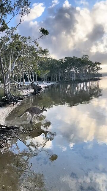 Kangaroo hopping on water