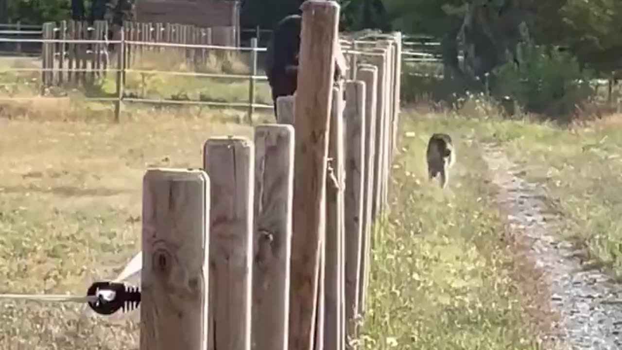 Best friends love to race each other.. 😊