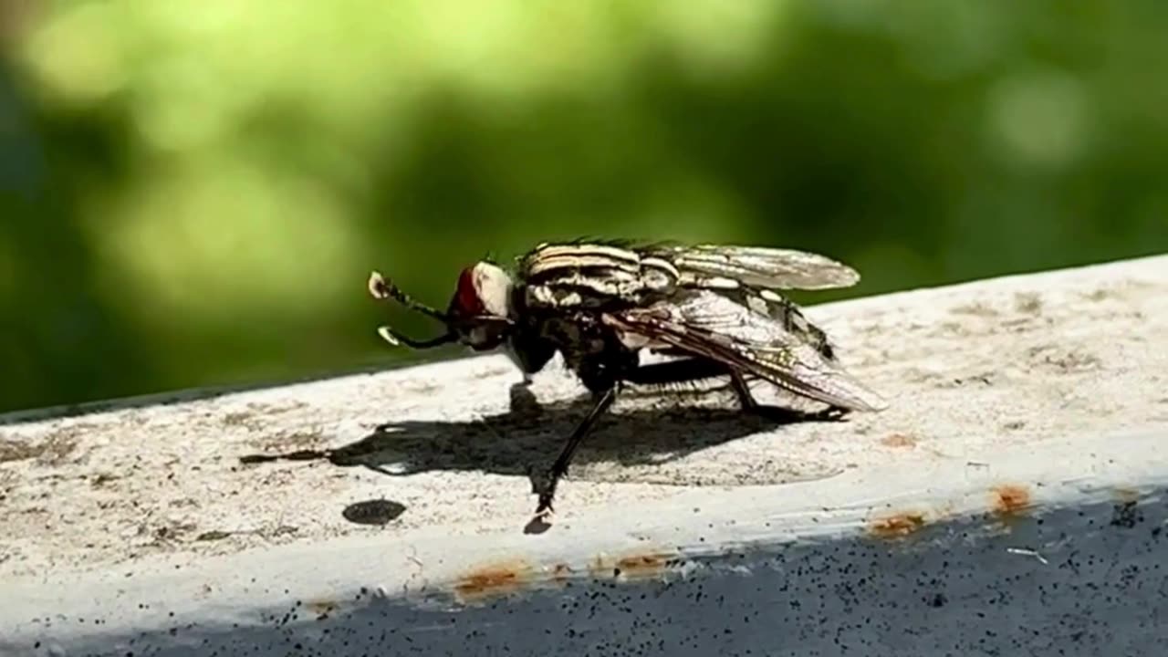 Discover the Wild: Animals Captured in 4K | Must Watch #animalvideo #wildadventure #animals #Amazon