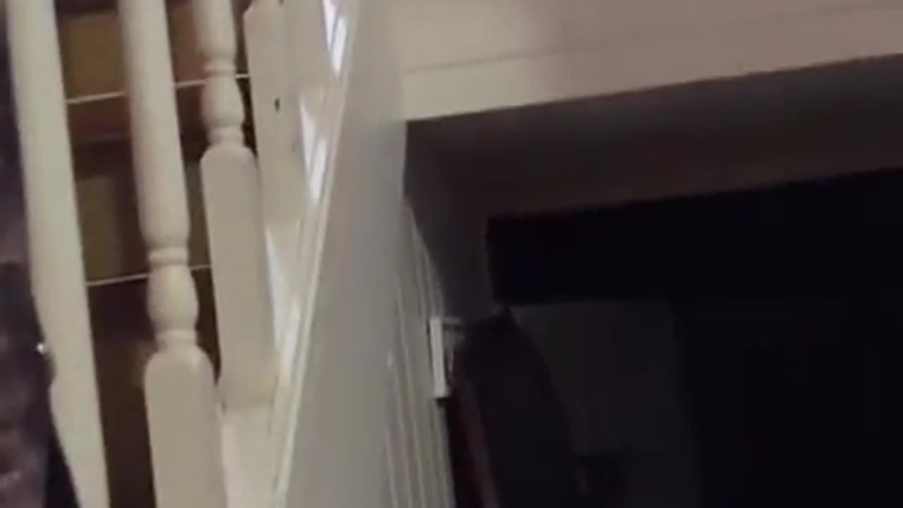 😂🐈 She's More Than Just a Kitty Kitty! | FunFM