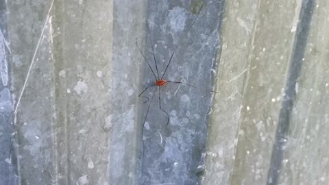 Cellar Spider