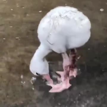 Baby flamingo learning to paddle