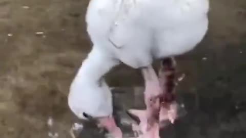 Baby flamingo learning to paddle