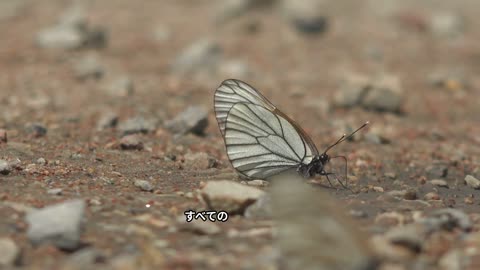 地球を変えた昆虫の大冒険！