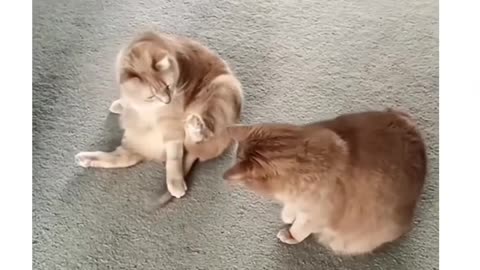 If cats can talk....
