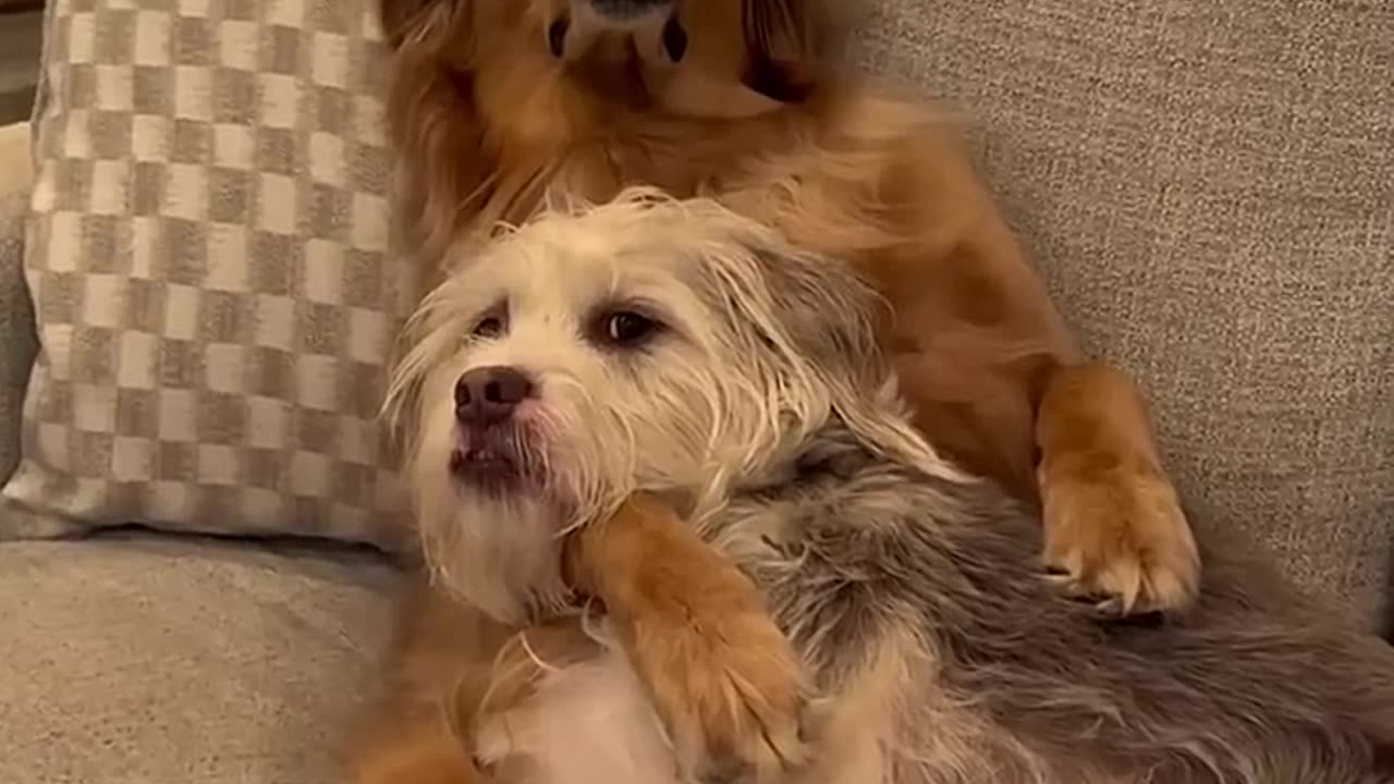 My dog embarrassed his brother!