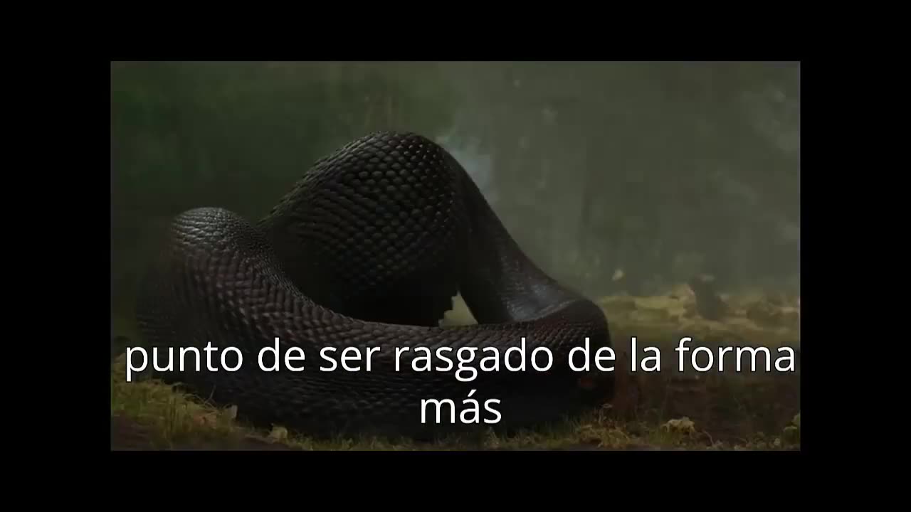 LA SERPIENTE HUMANA DE VERACRUZ