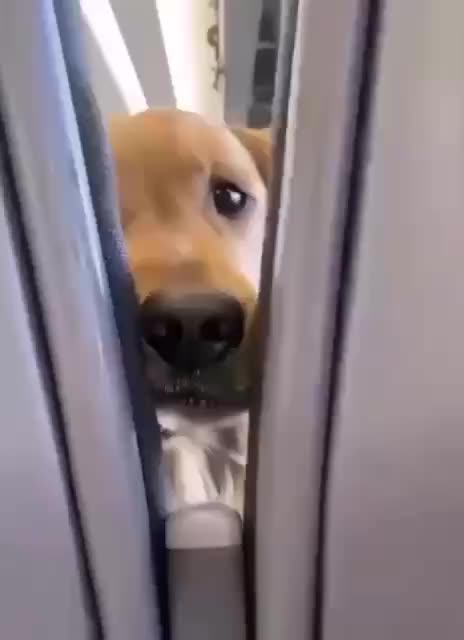 Funny animals 🐱🐶😂❤️