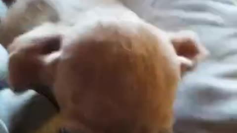 Tinkerbell and bella