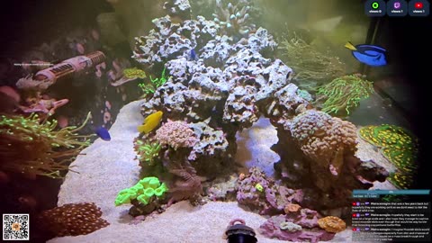 24/7 Real Live Reef Stream