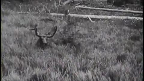 THE WAPITI OF JACKSON HOLE - THE WAPITI OF JACKSON HOLE - ARC 11729