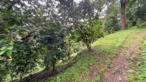 Suan Lahu organic farm in Chiang Rai - Part 3