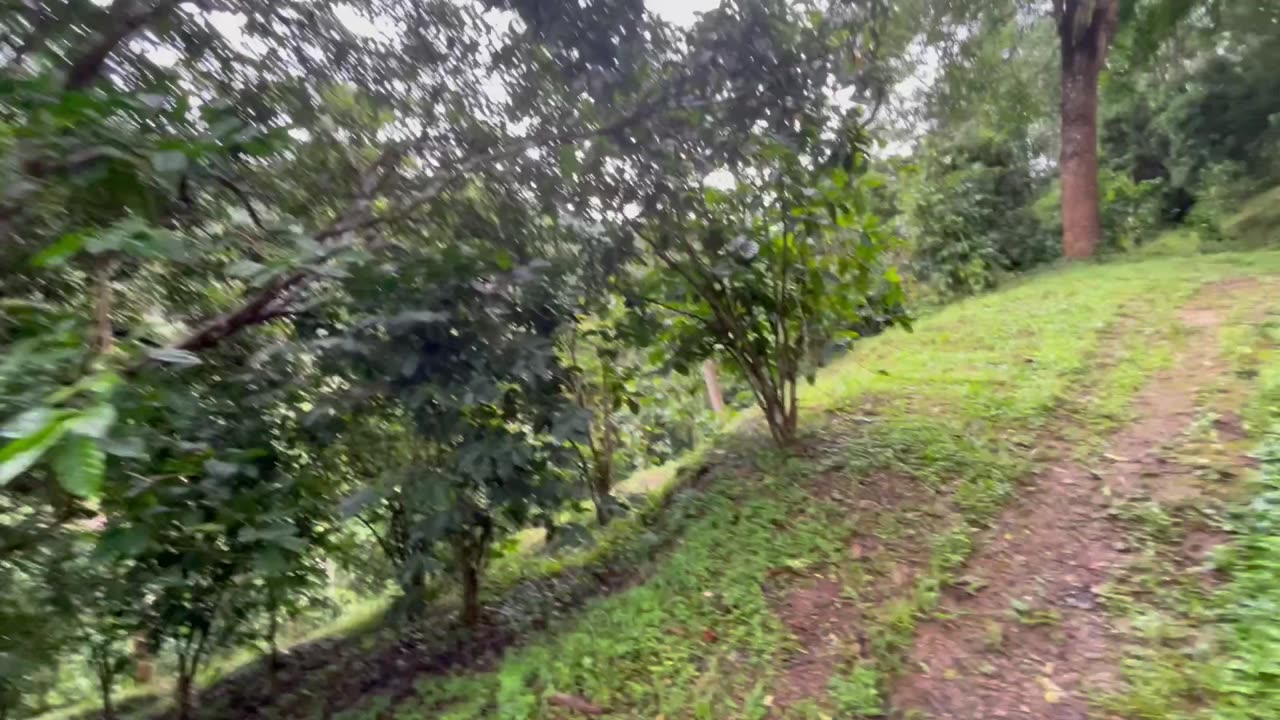 Suan Lahu organic farm in Chiang Rai - Part 3