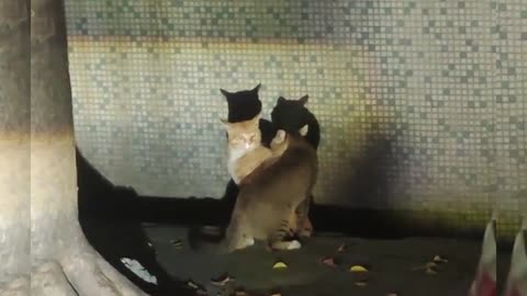 These 2 cats were fighting, and ended up jumping into the gutter 😁 #shorts #viral