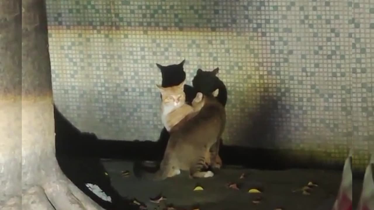 These 2 cats were fighting, and ended up jumping into the gutter 😁 #shorts #viral