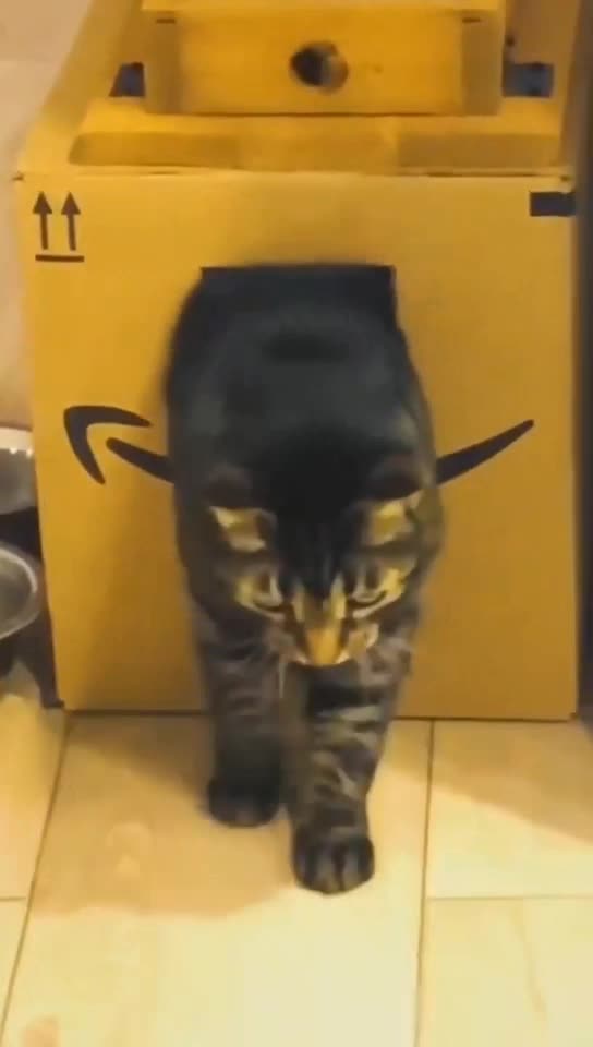 Weird and Funny Animals