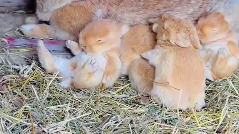 Cute bunny mommy with her cute babies 🥰