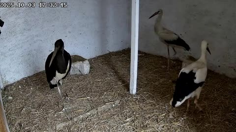 A black stork attacked a calmly lying disabled white stork! What a bastard! 😲😲😲☹