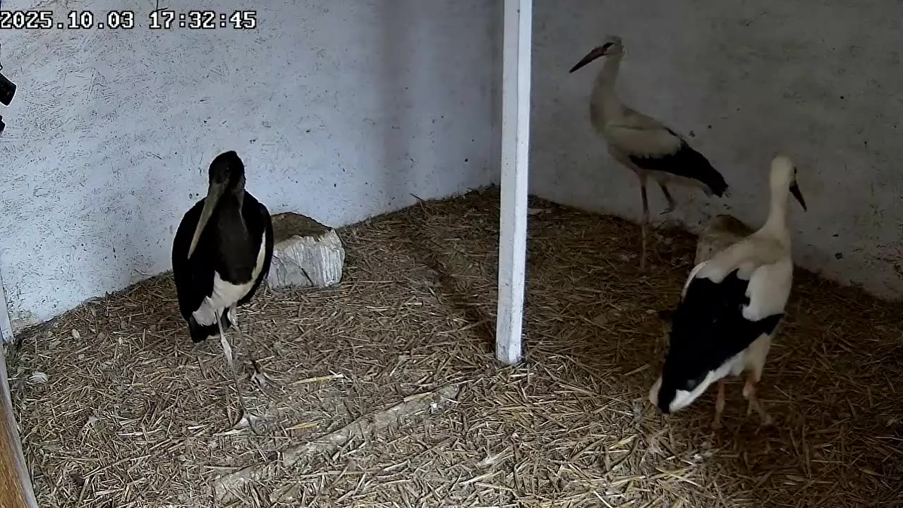 A black stork attacked a calmly lying disabled white stork! What a bastard! 😲😲😲☹