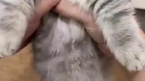 So cute cat and this reaction🐱🐱🐱