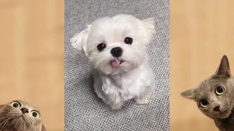 😅 Funny Dogs Videos Compilation 2022