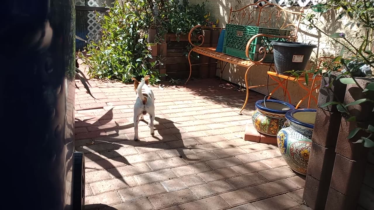 Rayo out in our backyard He's real nervous about me 4 now Rayo's warming up 2 me very slow2025101857