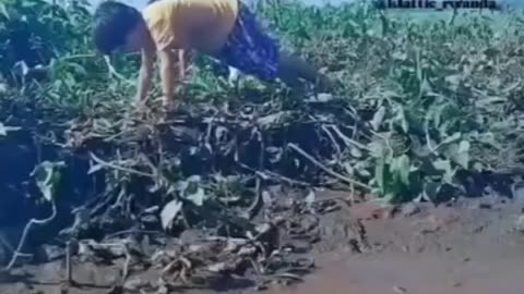 From The Third World