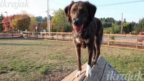 sammies-first-time-at-dog-park-golden-retriever-vlog