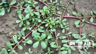 #168 audycja radiowa nadawana w częstotliwości 432Hz