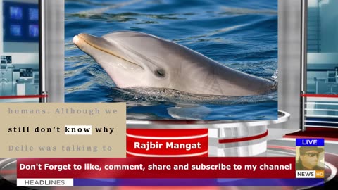 Scientists are astonished by what they hear – the dolphin is talking to himself