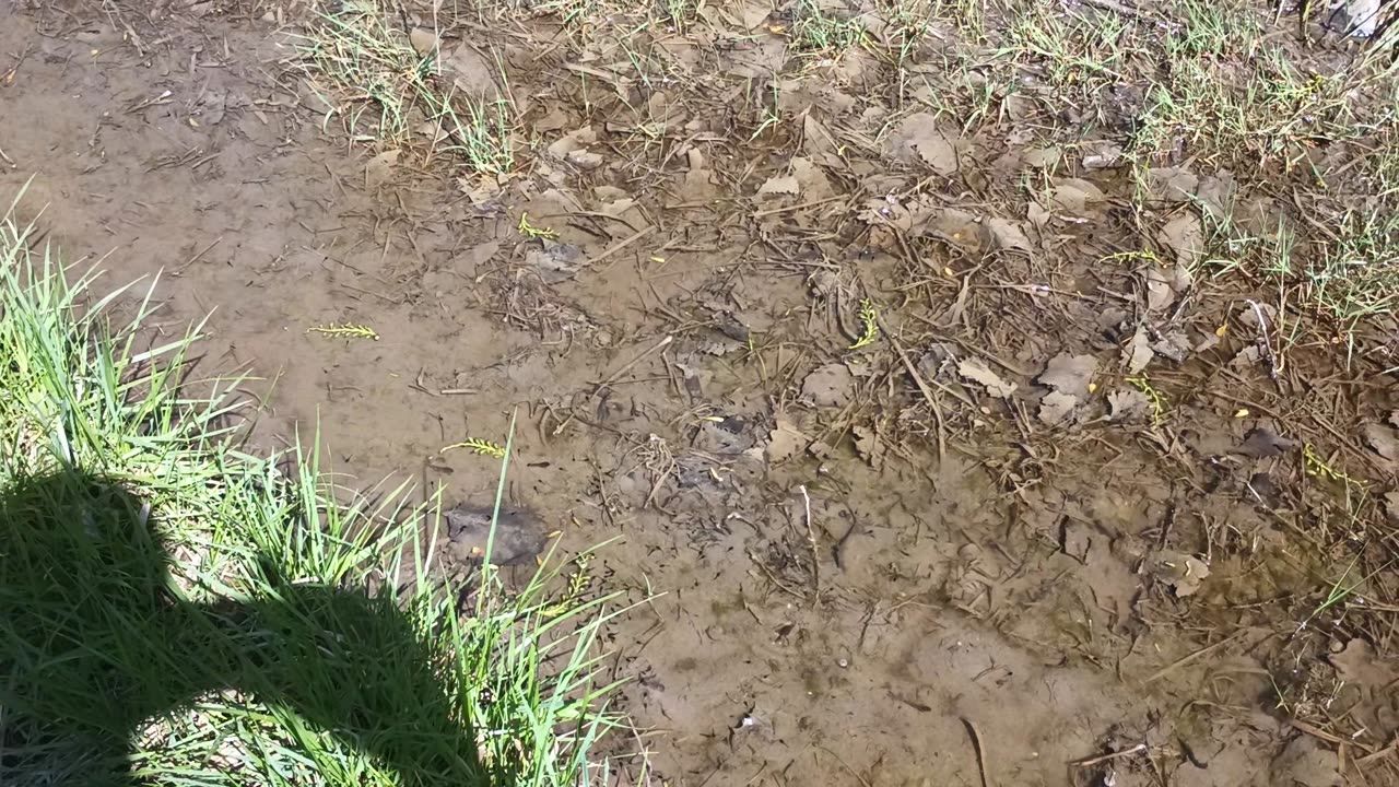 R13 Nature - 042024 - School of Tadpoles