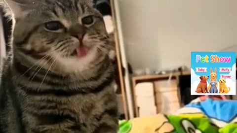 Cute Dog🐶 funny video viral