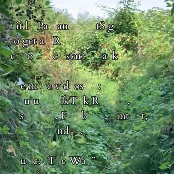 The Empire of Contentment | Path and Tarot Reading