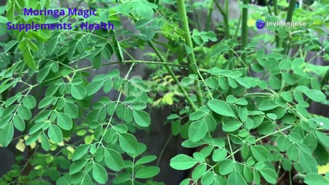 Moringa Magic Supplements - Health