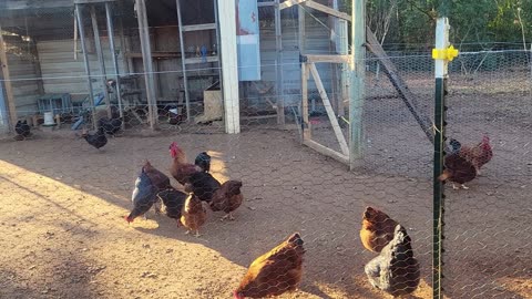 Getting the main pen roost and floor done.