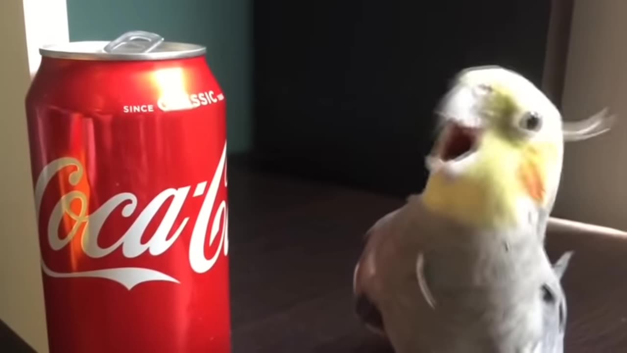 Parrot cocola see fun video