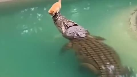 Woe Day 147. I am in the ark. Waiting for GOD to open the Door for a spring/summer Pentecost rapture