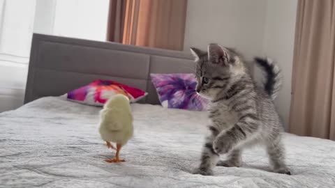 Baby Kitten Meets Chick for the First Time